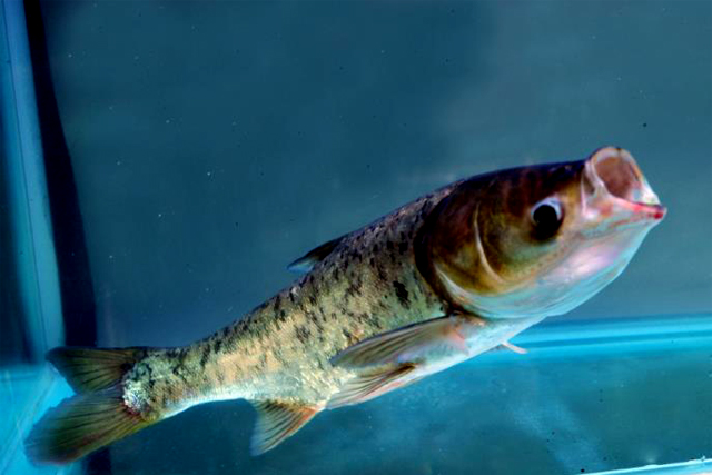 注冊商標(biāo)在哪里辦，申請商標(biāo)不去北京可以嗎?